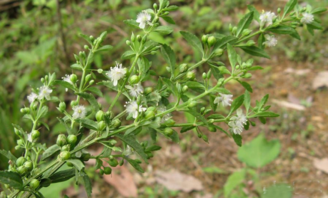 中药材甘草种植技术要点