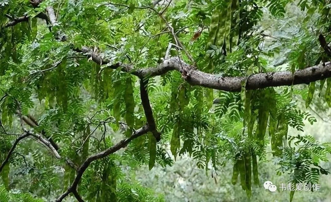 农村暴利养殖种植项目，知道的人不多，选择对了，你将衣食无忧